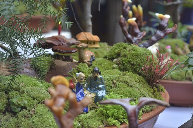 Gần 5 triệu đồng 1 chậu nấm linh chi bonsai chơi Tết ở Thủ đô